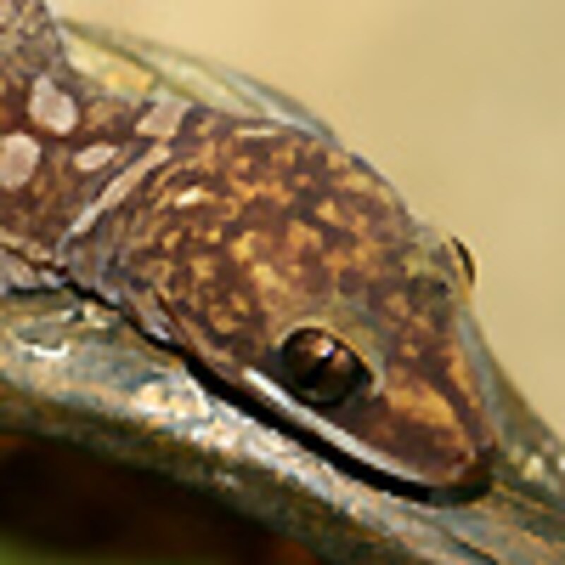 モニリスビロードヤモリ