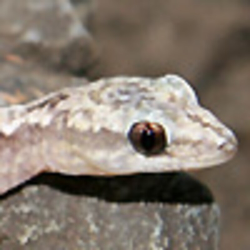 ジグザグベルベットゲッコー