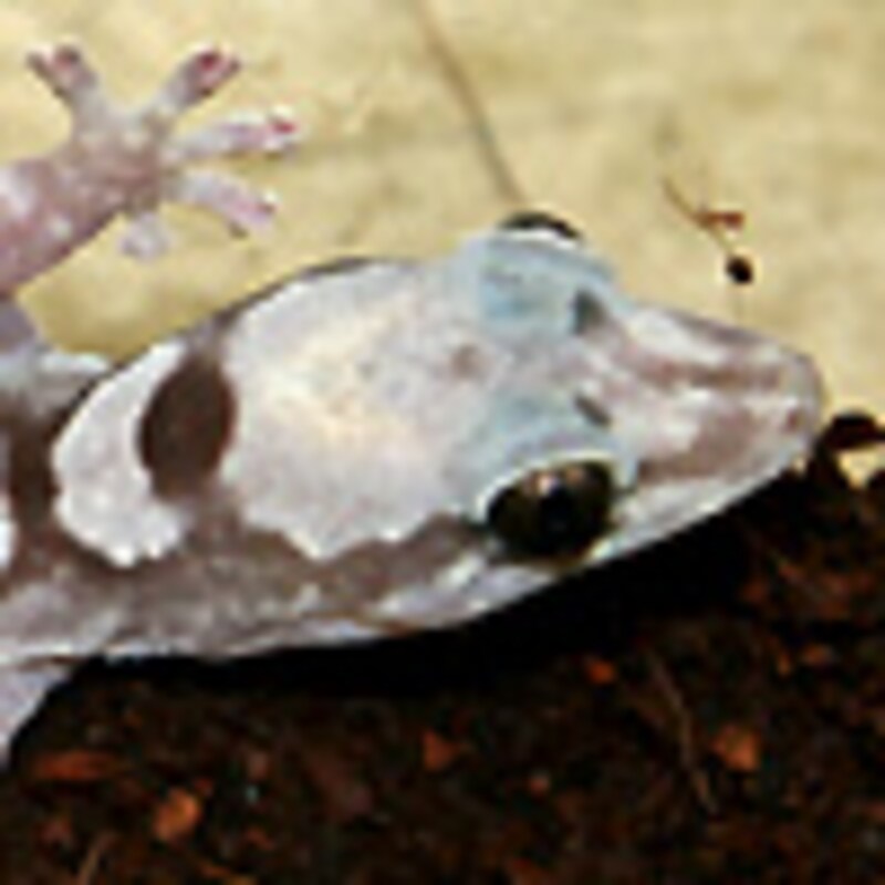 クラカケビロードヤモリ