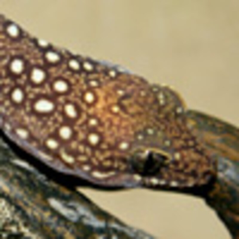 トリオニービロードヤモリ