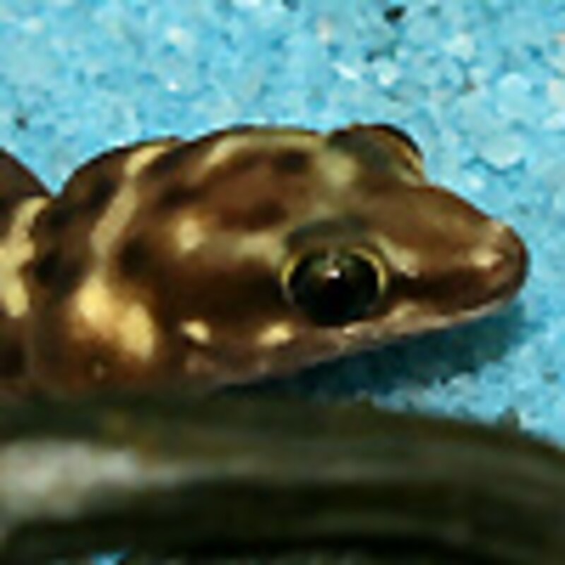 タイガーゲッコー