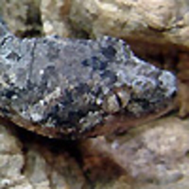 チャホアミカドヤモリ