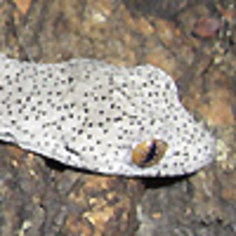 ウィリアムスイシヤモリ