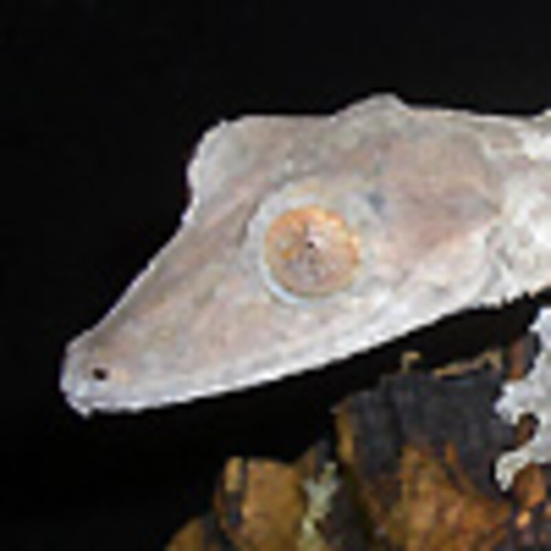 スベヒタイヘラオヤモリ