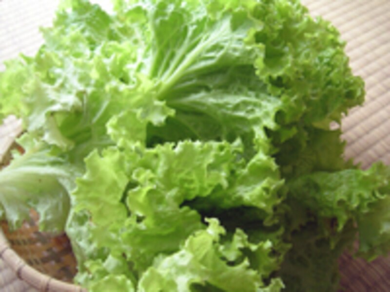 葉レタス