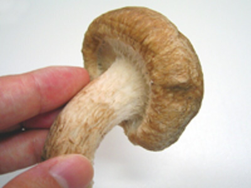 しいたけの選び方