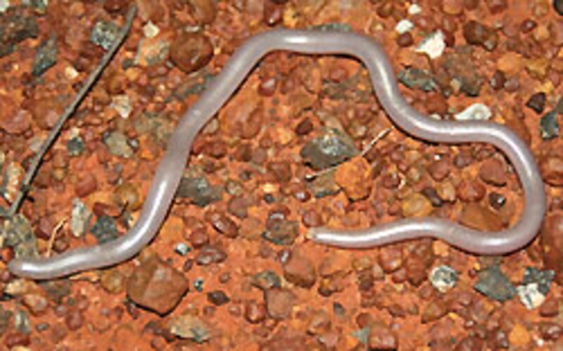 これで結構デカイのだからキモい