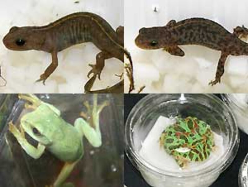 数は少ないのだが、存在感はバツグン