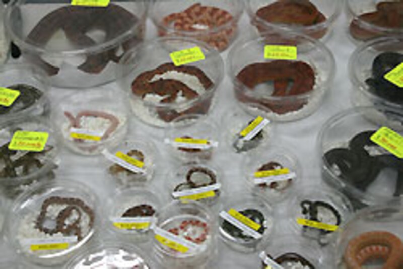 これまた臨場感がない写真だ...