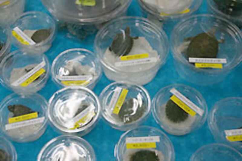 うーん、伝わらん写真だな...