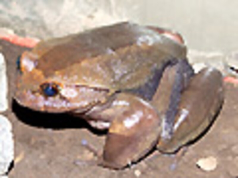 陸上生活をしているオス