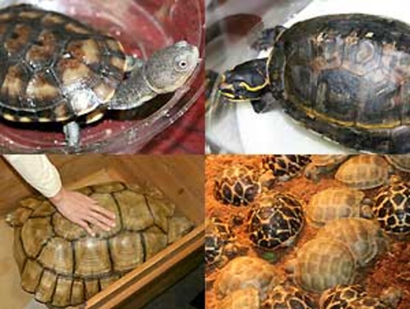 左上:ブチハラヘビクビガメ 右上:インダスカンムリガメ 左下:でっかいケヅメリクガメ 右下:イベント恒例、リクガメ牧場