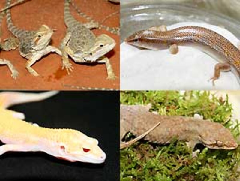 左上:フトアゴ 右上:レッドサンドフィッシュ 左下:レオパのラプター 右下:バクチヤモリ