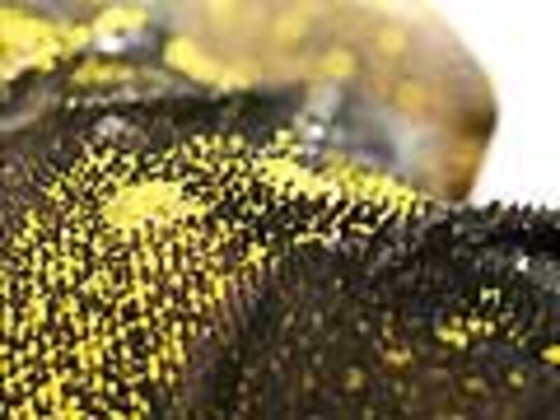 イザベルオオトカゲのトゲ