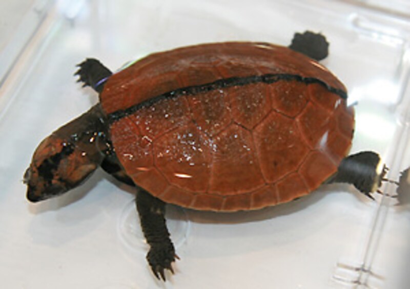 図鑑にはもっと良い写真を使います