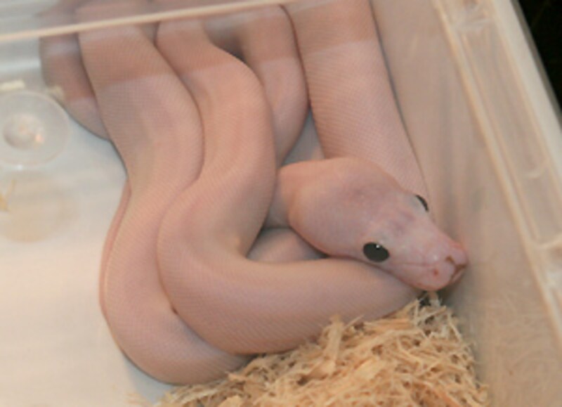 売れたんだろうか...いろいろな意味で