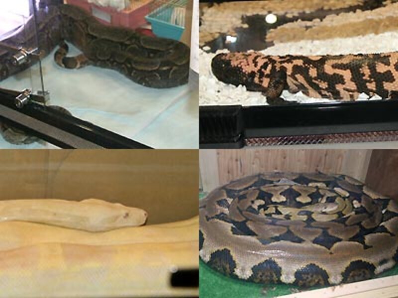 左上:ボアコン・アマラリ 右上:アメリカドクトカゲ 左下:アルビノボアコン 右下:展示の6mのアミメニシキヘビ