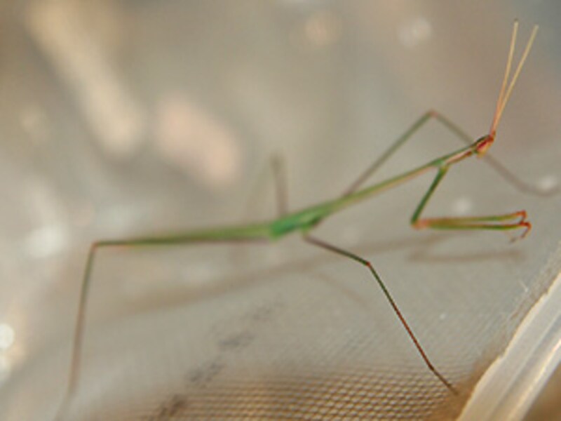 実は、今回の星野のNO.1はコレ(笑)