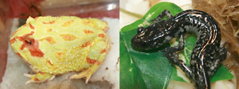 左:ツノガエルのミューテーション 右:サウスカロライナスライミーサラマンダー