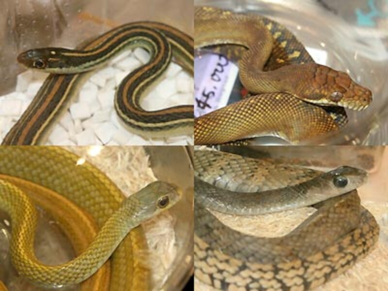 左上:トウブリボンヘビ 右上:モルカンパイソン 左下:カサントウ・ハイポ 右下:オオカサントウ
