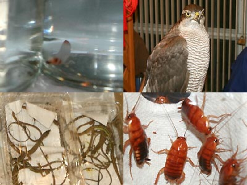 左上:クリオネ 右上:タカsp. 左下:餌用のミナミカナヘビ 右下:餌用のレッドローチ