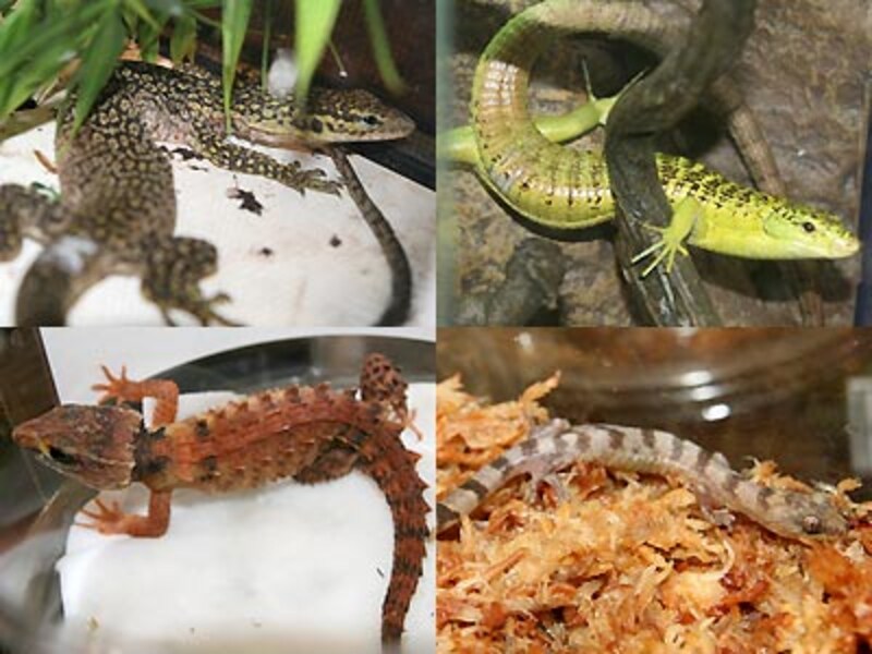 左上:キサ島産ピグミーモニター 右上:キノボリオビトカゲ 左下:モトイカブトトカゲ 右下:ネロサラマンダーゲッコー