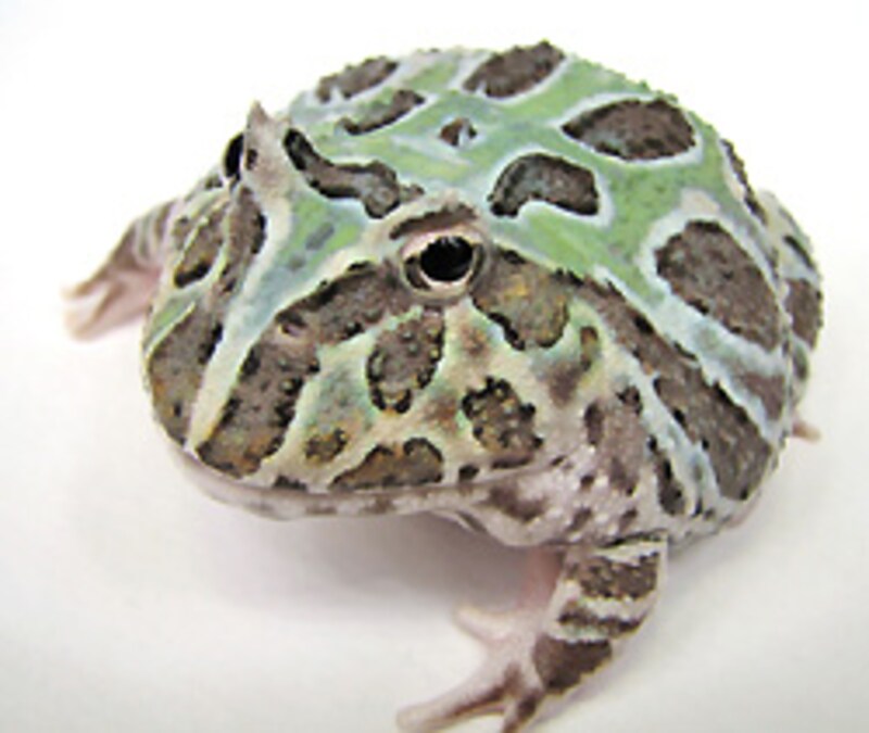 ちょ、ツノガエルってこんな幽玄でしたっけ?