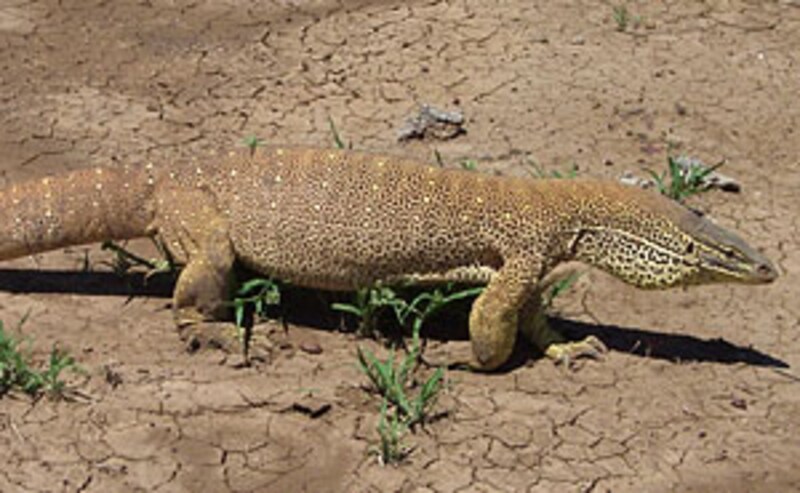 お馴染みの星野のベストショット