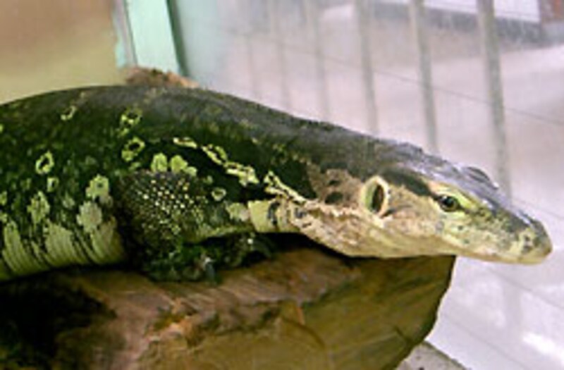 今年のモニターブレイクの立役者