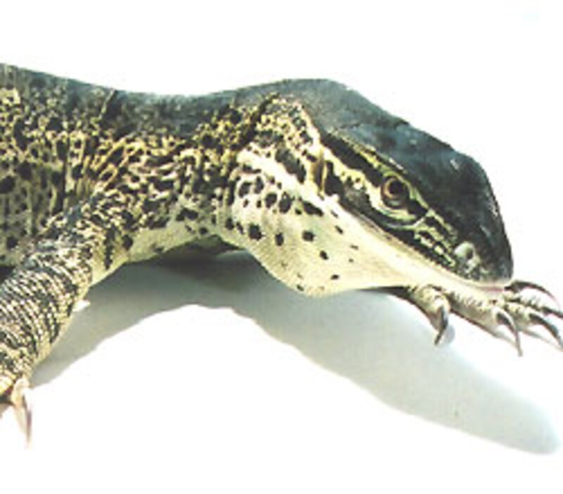 ガラパゴス二木さんの写真も素晴らしい