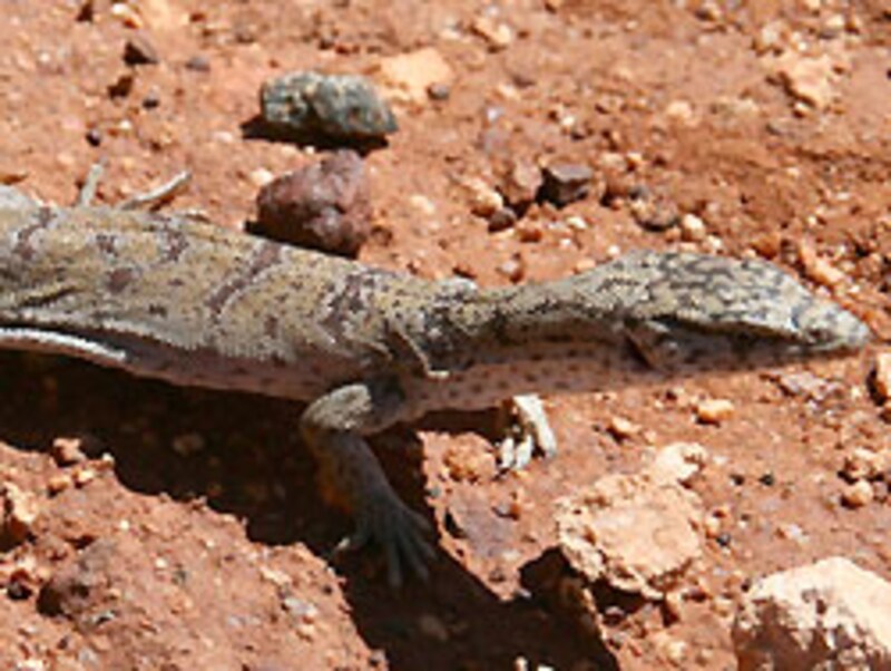 現地で撮影してきたWILD。もっとみんなほめてくれぇ