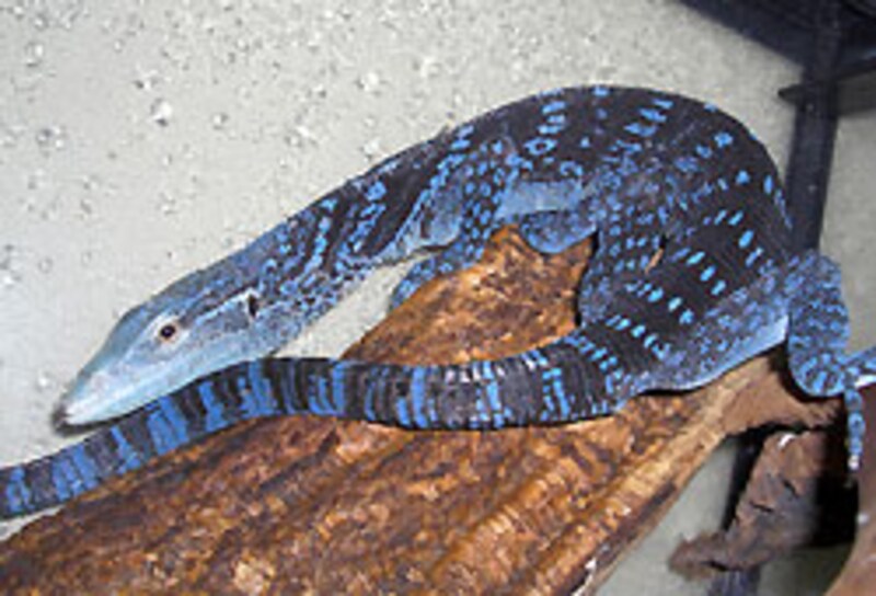 野生動物にあるまじき色