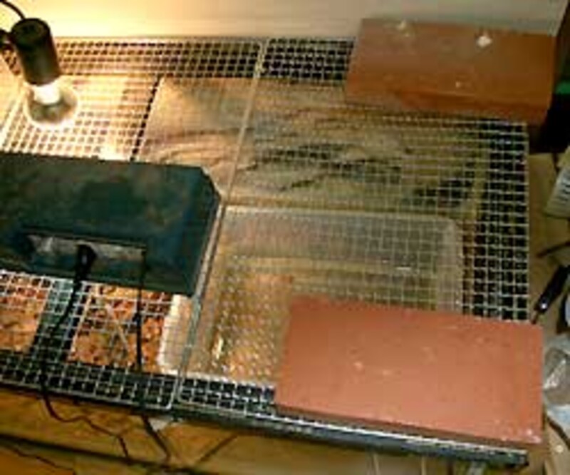 得意技のバーベキューネット。爬虫類飼育用のフタとして開発されたような気がしてならないのは私だけだろうか