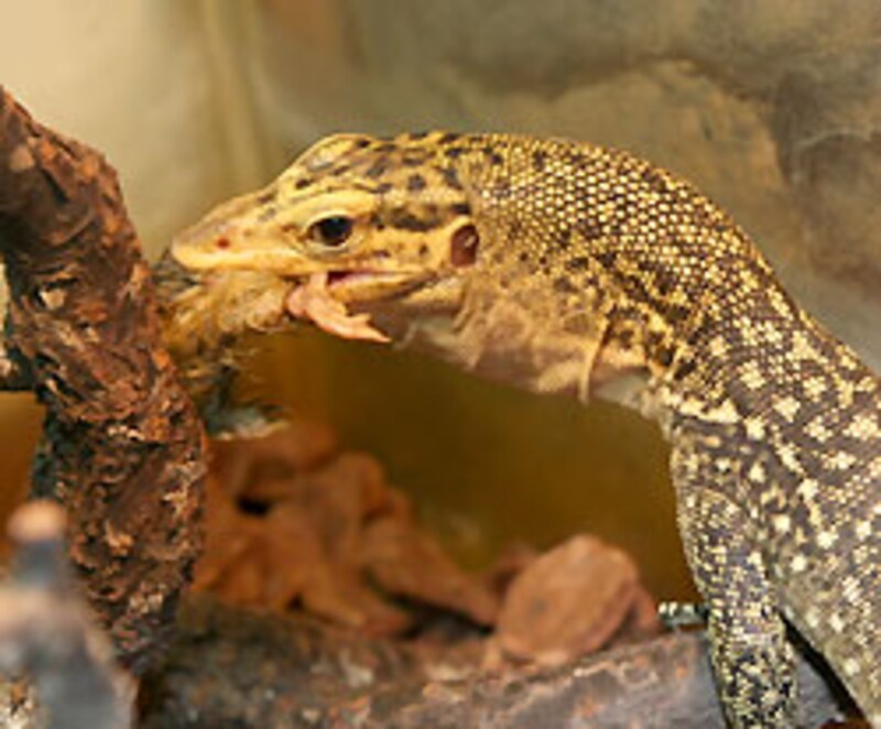 ロケットのように飛んできてエサをひったくっていった後です