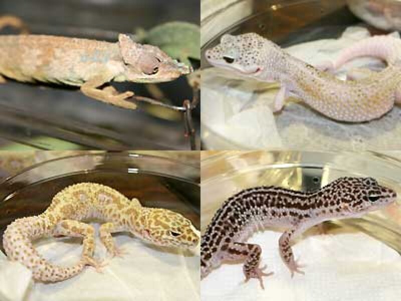 左上:Bradypodion oxyrhinum 右上:マックスノーエニグマ 左下:ドリームシクル 右下:マックスーパースノー