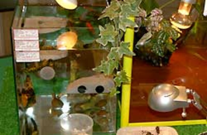 こうやって泳がせると魅力が倍増します