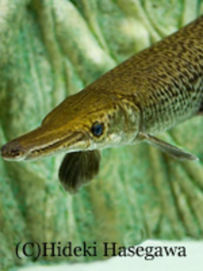 アリゲーターガー