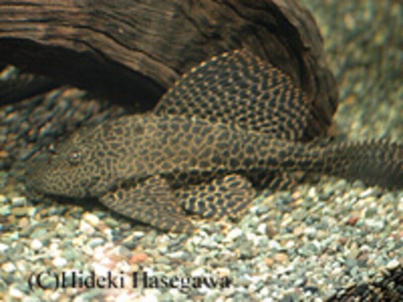 セルフィンプレコ