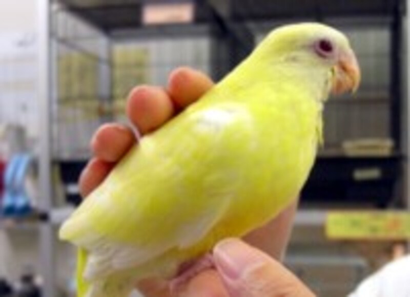 噛まれにくい触り方