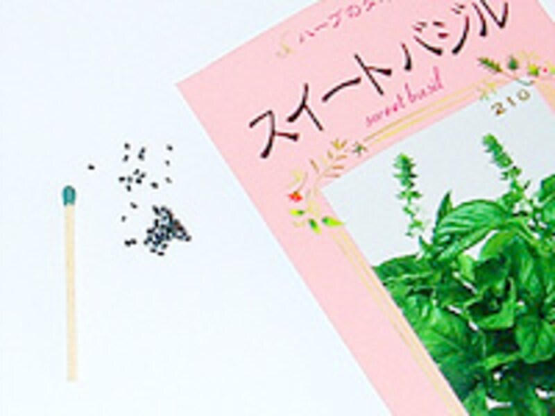 バジルの種