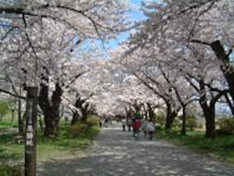 【岩手】北上展勝地の桜並木