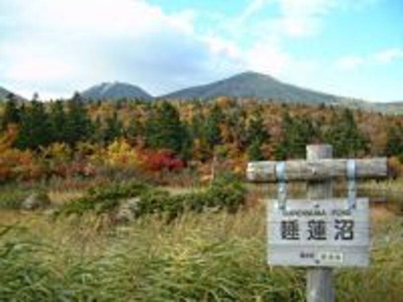 【青森】八甲田・睡蓮沼の紅葉・黄葉