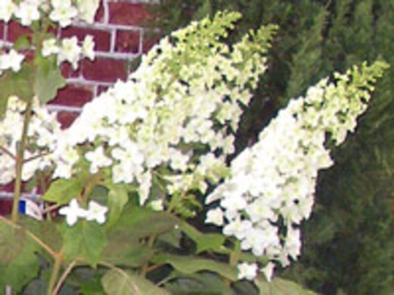 カシワバアジサイ