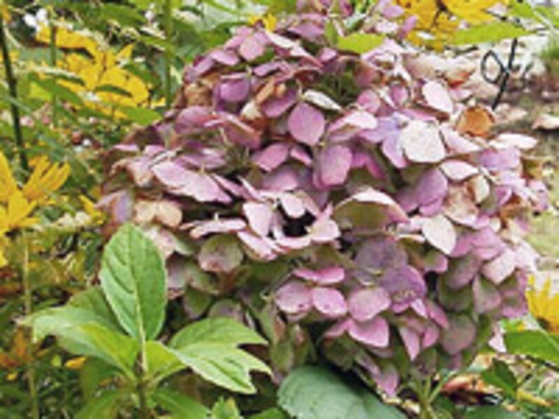 花後のアジサイ