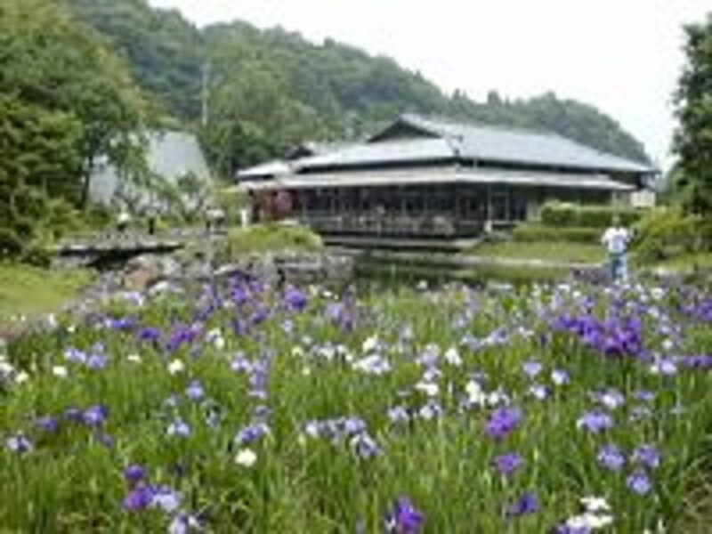 【茨城】水戸・西山荘の花菖蒲