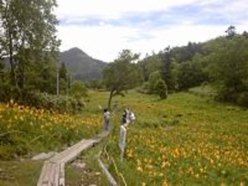 【長野】志賀高原・東館山高山植物園のニッコウキスゲ