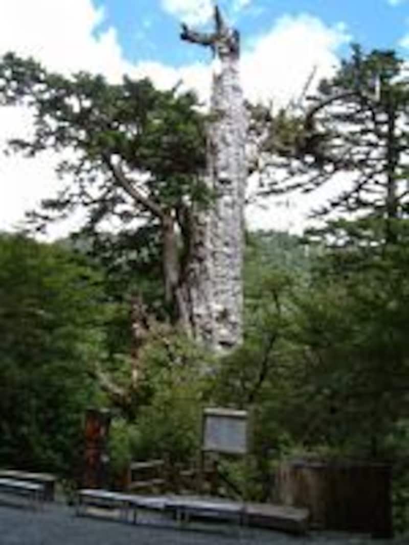 《屋久島》樹齢3000年の紀元杉