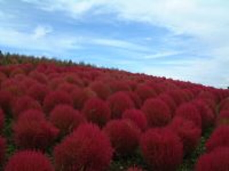 【茨城】国営ひたち海浜公園のコキア