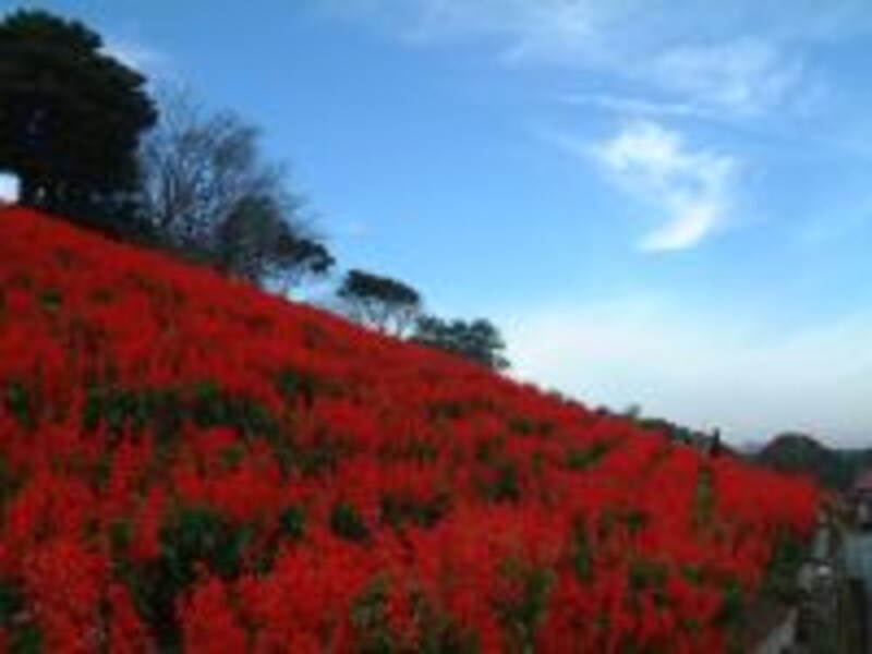 【千葉】マザー牧場のサルビア