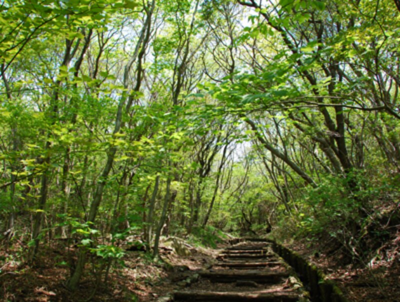 大涌谷姥子自然探勝歩道